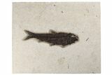 Fossil Fish (Knightia) - Green River Formation #189281-1